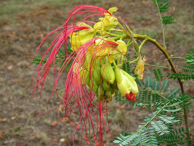 Poinciana gilliesii (pianta coltivata)